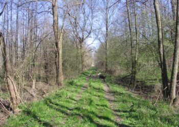 Valószínűleg itt haladt a halgazdasági vasút