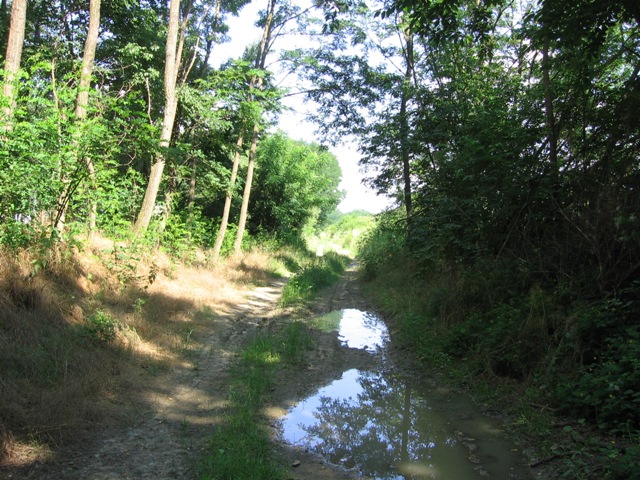 Simongát és Felsőerzsébetpuszta közt (2007.06.13.)