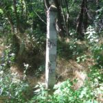 Felsőerzsébetpuszta és Lábod közti újabb síposzlop. Még látható a festése is (2007.06.13.)