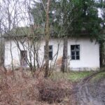Lipótfa (2007.01.21.)