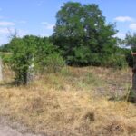 Homokszentgyörgy, az állatrakodó maradványai (2007.08.01.)
