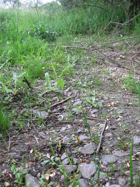 Az első vágány helye Lipótfán, az egykori rámpa mellett (2007.05.27.)
