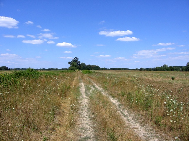 A nyomvonal