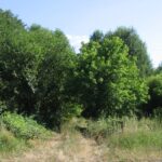 A dadai töltésoldalban fekvő 38-as szelvénykő (2007.06.17)