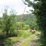 A nyomvonal Bőszénfáról Gálosfa felé tekintve