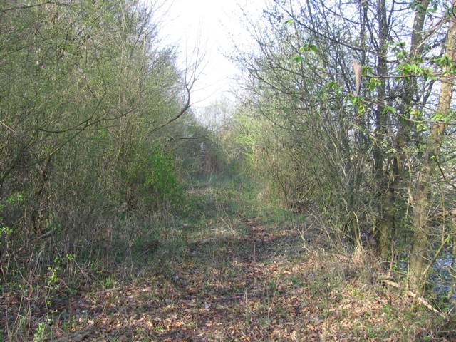 A nyomvonal